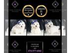 Maltipoo PUPPY FOR SALE ADN-842768 - Pound Cake F1 Maltipoo
