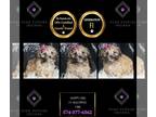 Maltipoo PUPPY FOR SALE ADN-842767 - Happy girl F1 Maltipoo