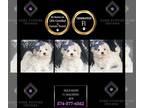 Maltipoo PUPPY FOR SALE ADN-842766 - Squeakers F1 Maltipoo