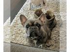 French Bulldog PUPPY FOR SALE ADN-842762 - BarnyardFrenchies