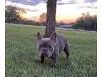 French Bulldog PUPPY FOR SALE ADN-842761 - BarnyardFrenchies