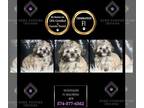 Maltipoo PUPPY FOR SALE ADN-842760 - Scootaloo F1 Maltipoo