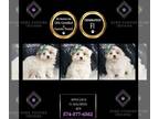 Maltipoo PUPPY FOR SALE ADN-842759 - Applejack F1 Maltipoo