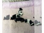 Pomeranian PUPPY FOR SALE ADN-842757 - Three males one female