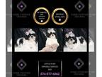 Shih Tzu PUPPY FOR SALE ADN-842748 - Little Dude AKC Shihtzu