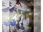 Boston Terrier PUPPY FOR SALE ADN-842744 - Little man and Chloes babies
