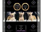 French Bulldog PUPPY FOR SALE ADN-842743 - Pumpkin AKC Frenchie