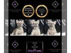 French Bulldog PUPPY FOR SALE ADN-842735 - Sugar AKC Frenchie