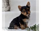 Yorkshire Terrier PUPPY FOR SALE ADN-842729 - Yorkshire Terrier