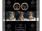 Dachshund PUPPY FOR SALE ADN-842728 - Frankie AKC