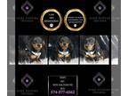 Dachshund PUPPY FOR SALE ADN-842726 - Snips AKC