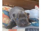 Faux Frenchbo Bulldog PUPPY FOR SALE ADN-842721 - Frenchton blue male
