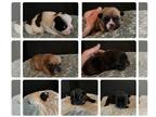 French Bulldog PUPPY FOR SALE ADN-842828 - Beautiful baby frenchies