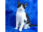 Tauriel, Domestic Shorthair For Adoption In Slinger, Wisconsin