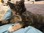 Oatmeal Cream Pie, Calico For Adoption In Cary, North Carolina