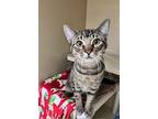 Evening, Domestic Shorthair For Adoption In Arlington, Washington