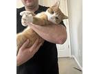 Cortado, Domestic Shorthair For Adoption In Cary, North Carolina