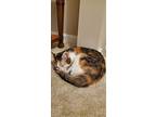 Debby, Calico For Adoption In Cary, North Carolina
