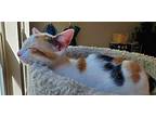Polka, Calico For Adoption In Cary, North Carolina