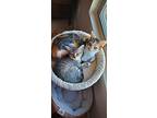 Zelda, Domestic Shorthair For Adoption In Cary, North Carolina