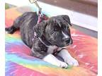 Cash, Terrier (unknown Type, Medium) For Adoption In Olive Branch, Mississippi