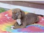 Cora, Terrier (unknown Type, Medium) For Adoption In Olive Branch, Mississippi
