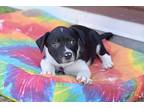 Colt, Terrier (unknown Type, Medium) For Adoption In Olive Branch, Mississippi