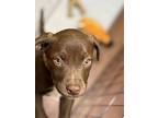 Cleo, Terrier (unknown Type, Medium) For Adoption In Olive Branch, Mississippi
