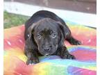 Cassie, Terrier (unknown Type, Medium) For Adoption In Olive Branch, Mississippi