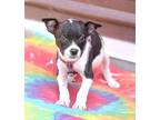 Cade, Terrier (unknown Type, Medium) For Adoption In Olive Branch, Mississippi