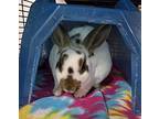 Cider, Mini Rex For Adoption In Westford, Massachusetts