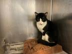 Cowboy, Domestic Shorthair For Adoption In Newport News, Virginia