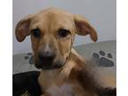 Mickey, Labrador Retriever For Adoption In Sandusky, Ohio