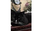 Tractor Tux, American Shorthair For Adoption In Harrisburg, North Carolina