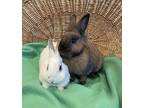 Copper, Lionhead For Adoption In Lakeville, Minnesota