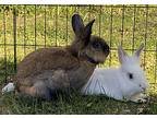 Todd, Lionhead For Adoption In Lakeville, Minnesota
