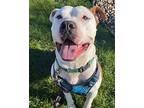 Rush, American Staffordshire Terrier For Adoption In Boardman, Ohio