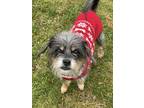 Betty White, Terrier (unknown Type, Medium) For Adoption In Pekin, Illinois