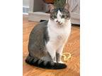 Elmo, Domestic Shorthair For Adoption In Rutherfordton, North Carolina
