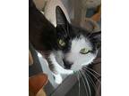 Olsen, Domestic Shorthair For Adoption In Indianapolis, Indiana