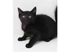 Boo Is Baby Brilliance! Loves, Bombay For Adoption In Bedford Hills, New York