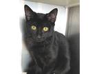 Foxy, Domestic Shorthair For Adoption In Carrollton, Georgia