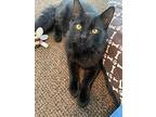 Bonded Pair Nick & Data, Domestic Mediumhair For Adoption In Clinton Township