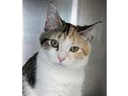 Miesha, Calico For Adoption In Carrollton, Georgia