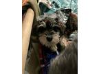 Lula, Schnauzer (miniature) For Adoption In Homer Glen, Illinois