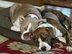 Annie, American Pit Bull Terrier For Adoption In Clinton Township, Michigan