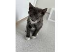 Cedar, Domestic Shorthair For Adoption In Steinbach, Manitoba