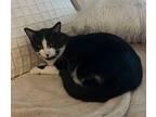 Chef, Domestic Shorthair For Adoption In Oakdale, California