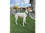 Marsh, Jack Russell Terrier For Adoption In Oakdale, California
