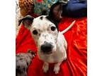 Michaelangelo, American Staffordshire Terrier For Adoption In Brooklyn Center